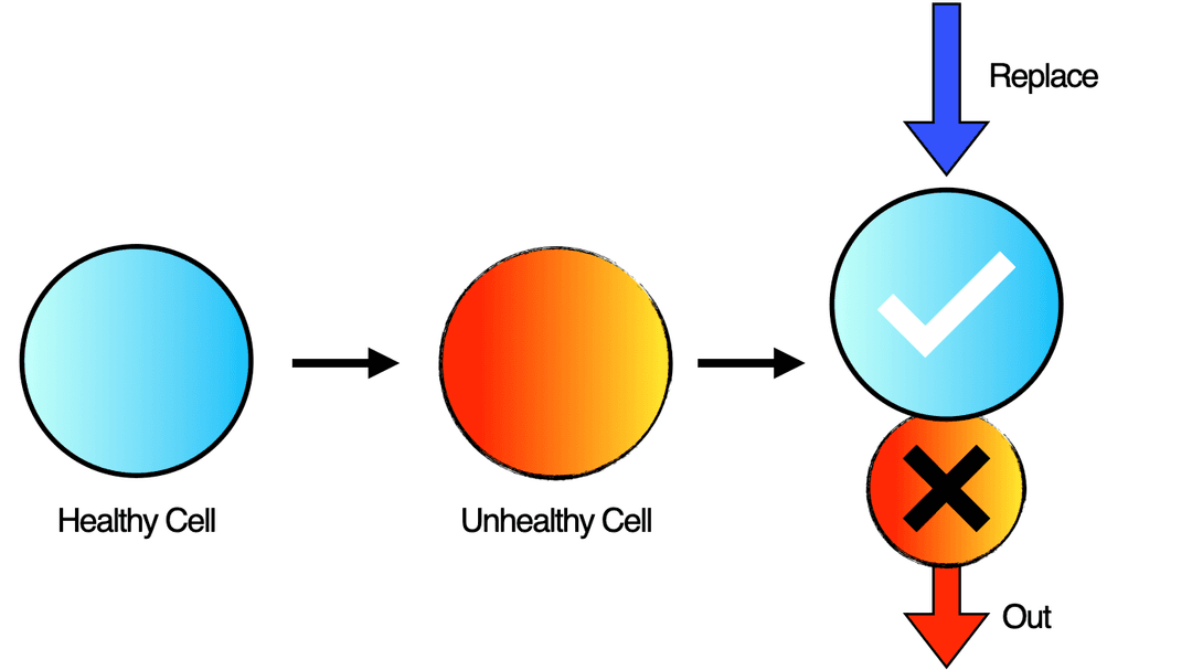 Autophagy